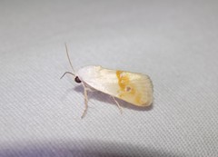 Ponometia virginalis