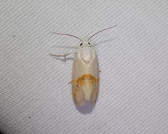 Ponometia virginalis