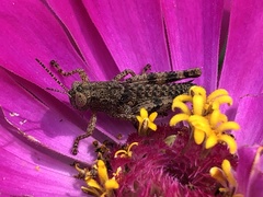 Melanoplus punctulatus