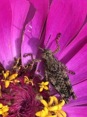 Melanoplus punctulatus