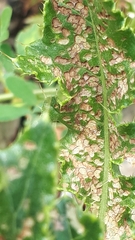 Verticillium dahliae