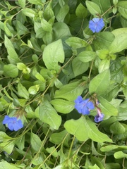 Ceratostigma