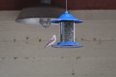 Haemorhous mexicanus