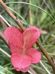 Myrica