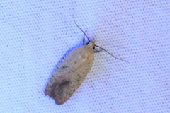 Agonopterix posticella