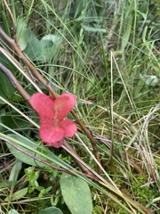 Myrica
