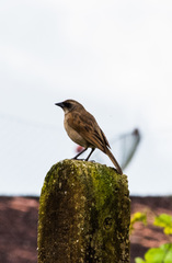 Agelaioides fringillarius