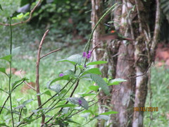 Heliodoxa aurescens