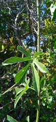 Cissus tiliacea