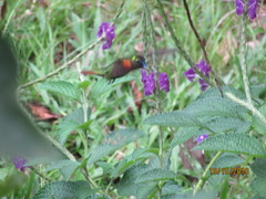 Heliodoxa aurescens