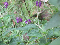 Heliodoxa aurescens
