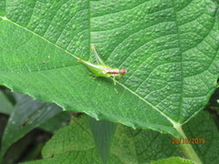 Chloropseustes