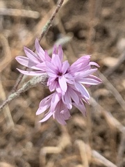 Lessingia hololeuca