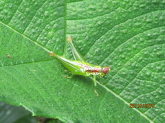 Chloropseustes