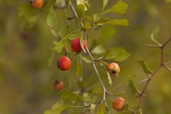 Crataegus spathulata