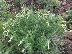 Lithospermum macromeria