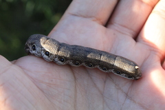 Proserpinus terlooii