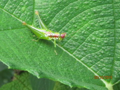 Chloropseustes