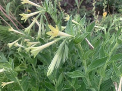 Lithospermum macromeria
