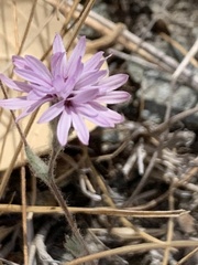 Lessingia hololeuca