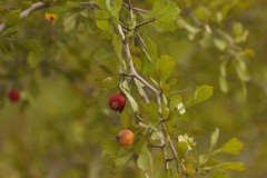 Crataegus spathulata