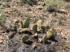 Opuntia polyacantha erinacea