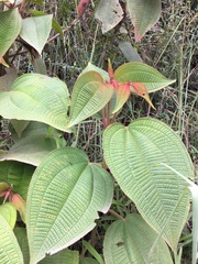 Miconia aeruginosa