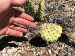 Opuntia polyacantha erinacea