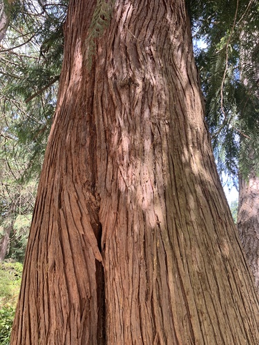 Thuja plicata