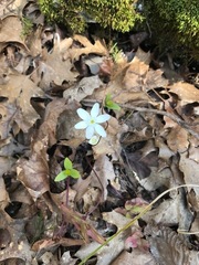Hepatica