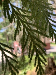 Thuja plicata