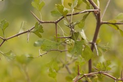 Crataegus spathulata