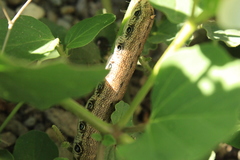 Proserpinus terlooii