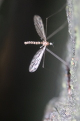 Achyrolimonia decemmaculata