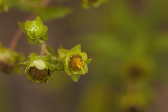 Silphium asteriscus dentatum