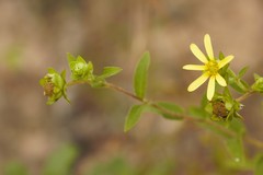 Silphium asteriscus dentatum