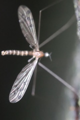 Achyrolimonia decemmaculata