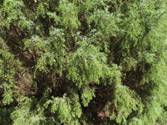 Juniperus navicularis