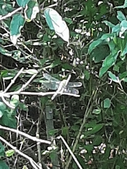 Erythemis simplicicollis