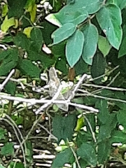 Erythemis simplicicollis