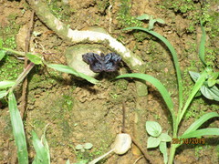 Helias phalaenoides