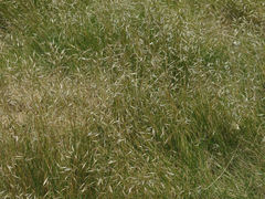 Rytidosperma setifolium