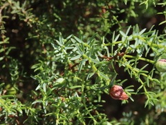 Juniperus navicularis