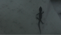 Sphaerodactylus fantasticus