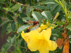 Delta dimidiatipenne