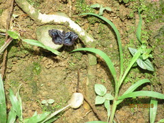 Helias phalaenoides