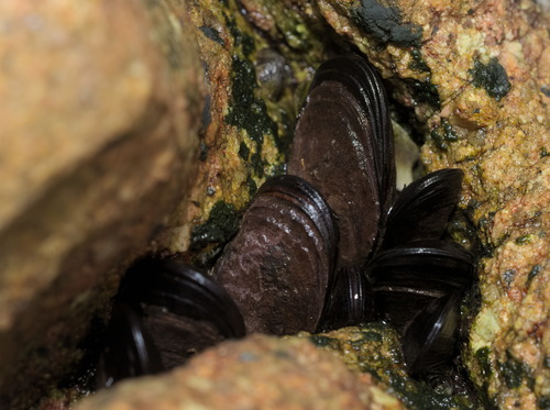 Mytilisepta virgata