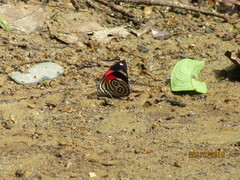 Catagramma hystaspes