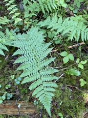 Dryopteris × boottii