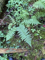 Dryopteris × boottii